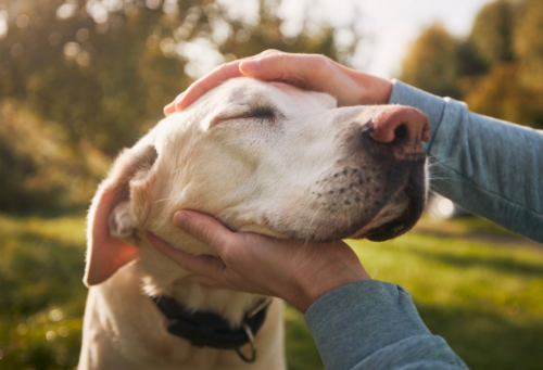 A pet owner cradles their labrador retriever's head