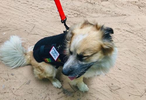 A service dog with black working vest and PTSD tag. The dog is a black and tan Australian Shepard/Husky mix and it is working outdoors with his owner.
