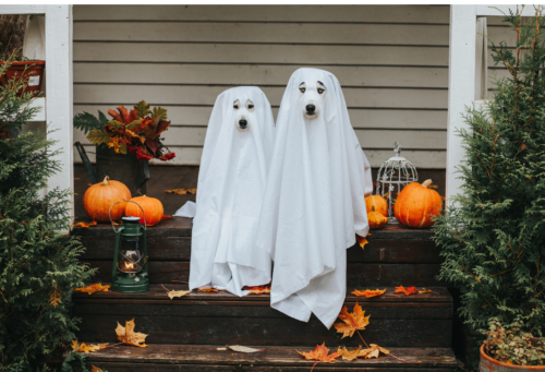 Two Huskie dogs are dressed up as ghosts for Halloween.