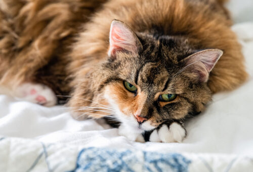 Senior cat laying on blanket