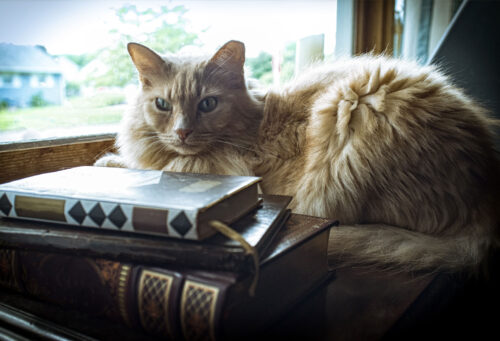 Senior cat sitting by window on pile of books