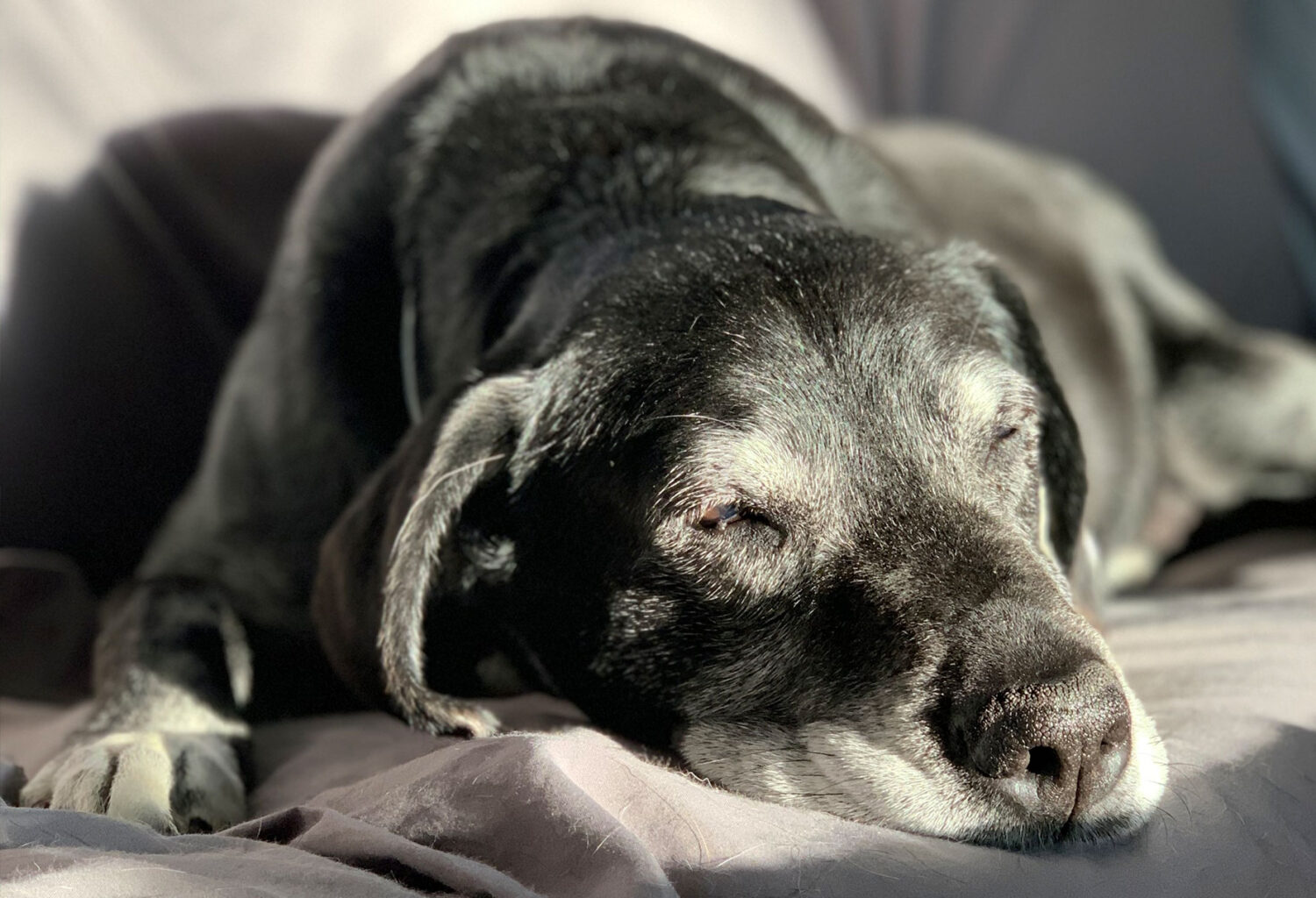 Senior dog lying on couch