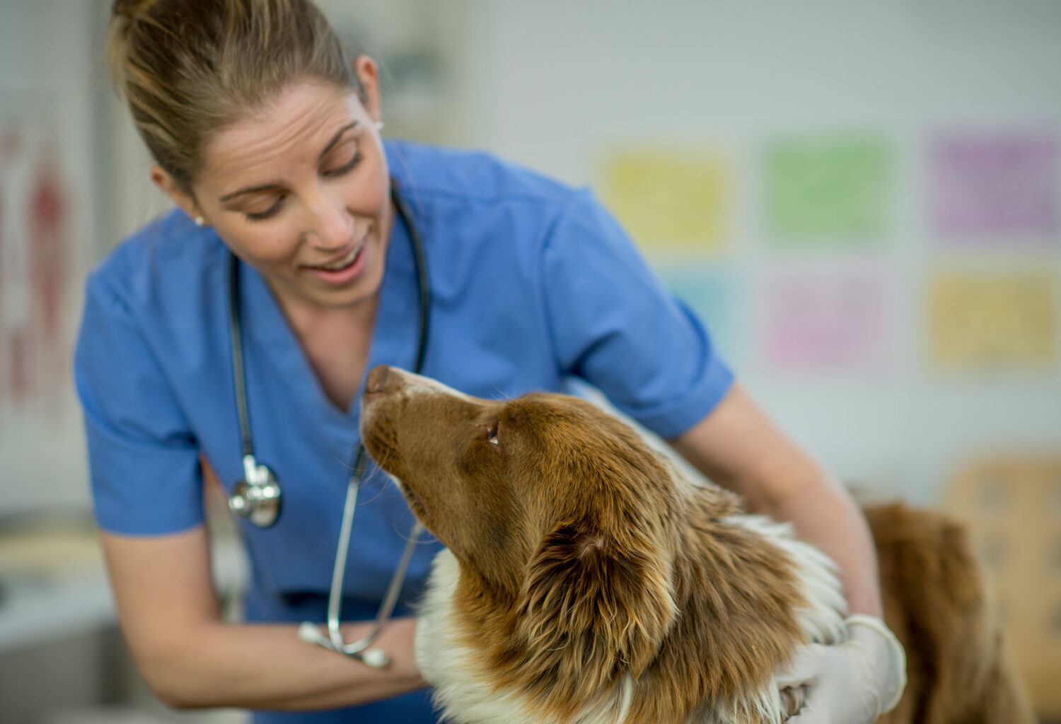 Vet tech examining senior dog