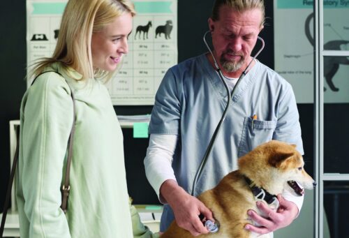 vet and pet owner examining a dog
