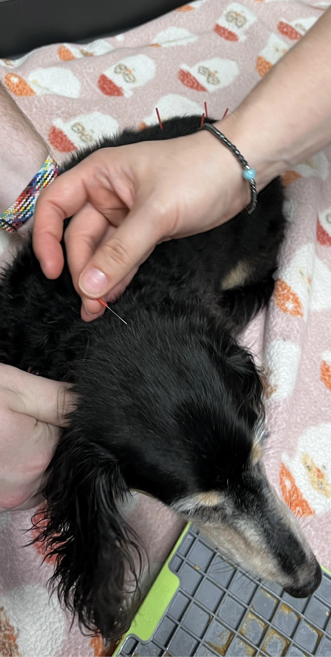 A dog about to receive acupuncture