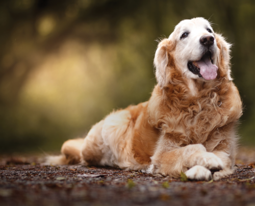 Happy boi golden senior dog