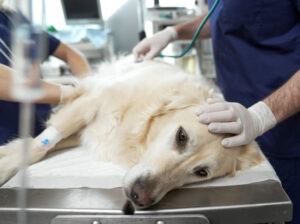 Sedated dog on a vet exam table