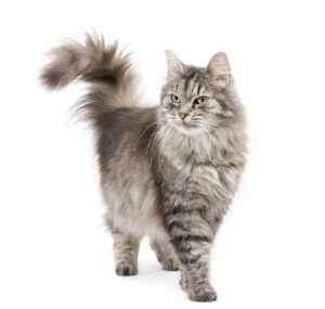 Grey cat
