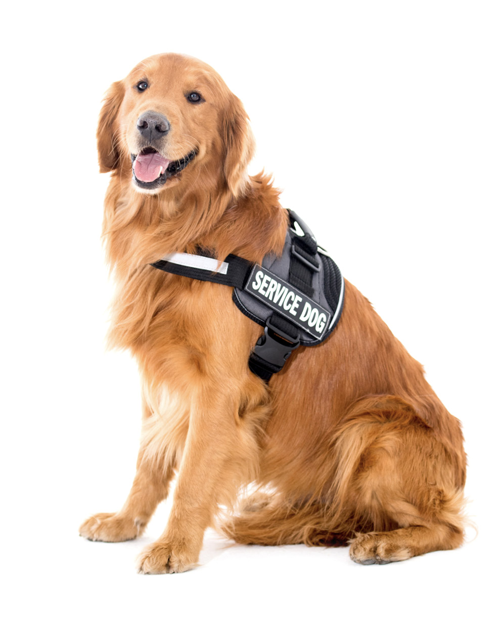 Service dog in vest