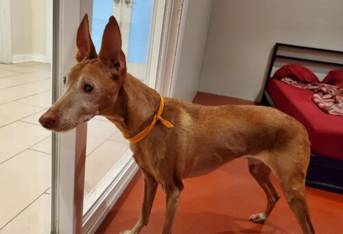 Cirneco dell'Etna dog stands at attention