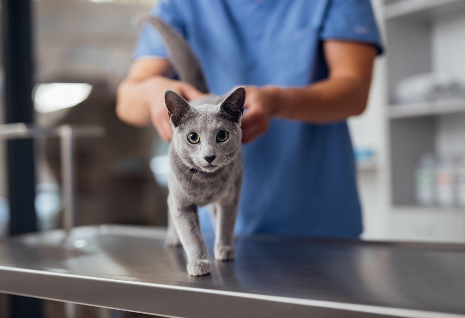 A gray cat walks along an exam table in a veterinary clinic.
