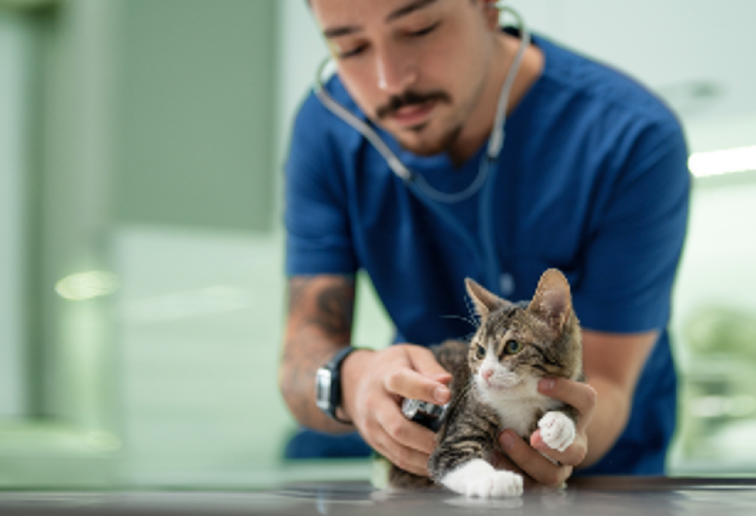 A veterinary technician cares for a gray kitten