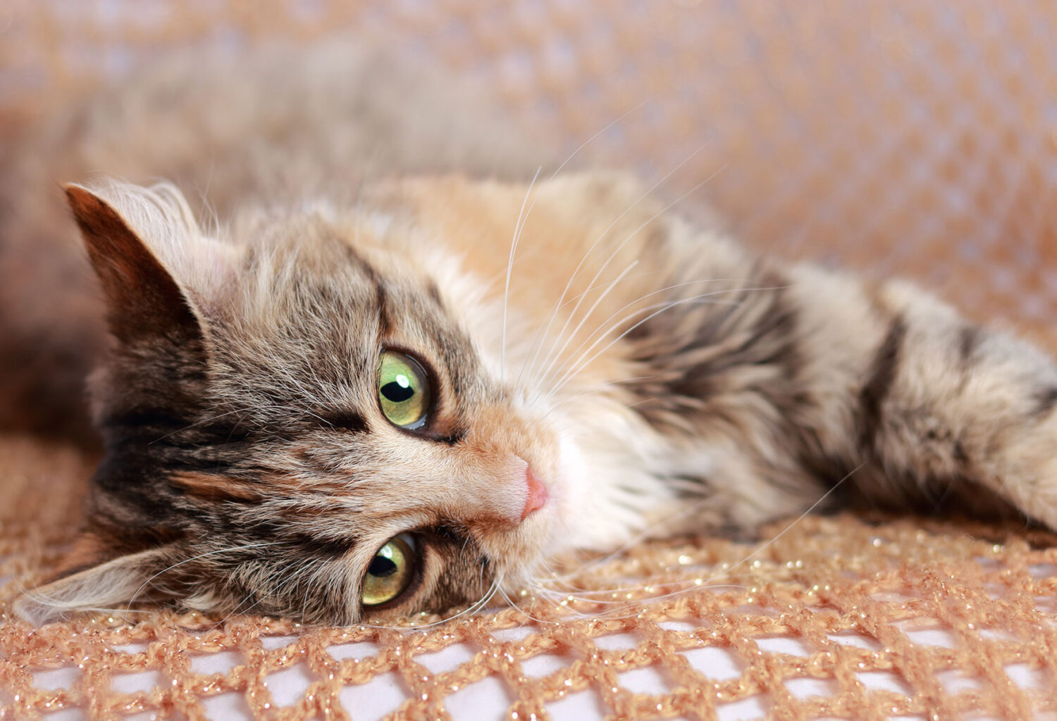 Cat with diabetes lying down