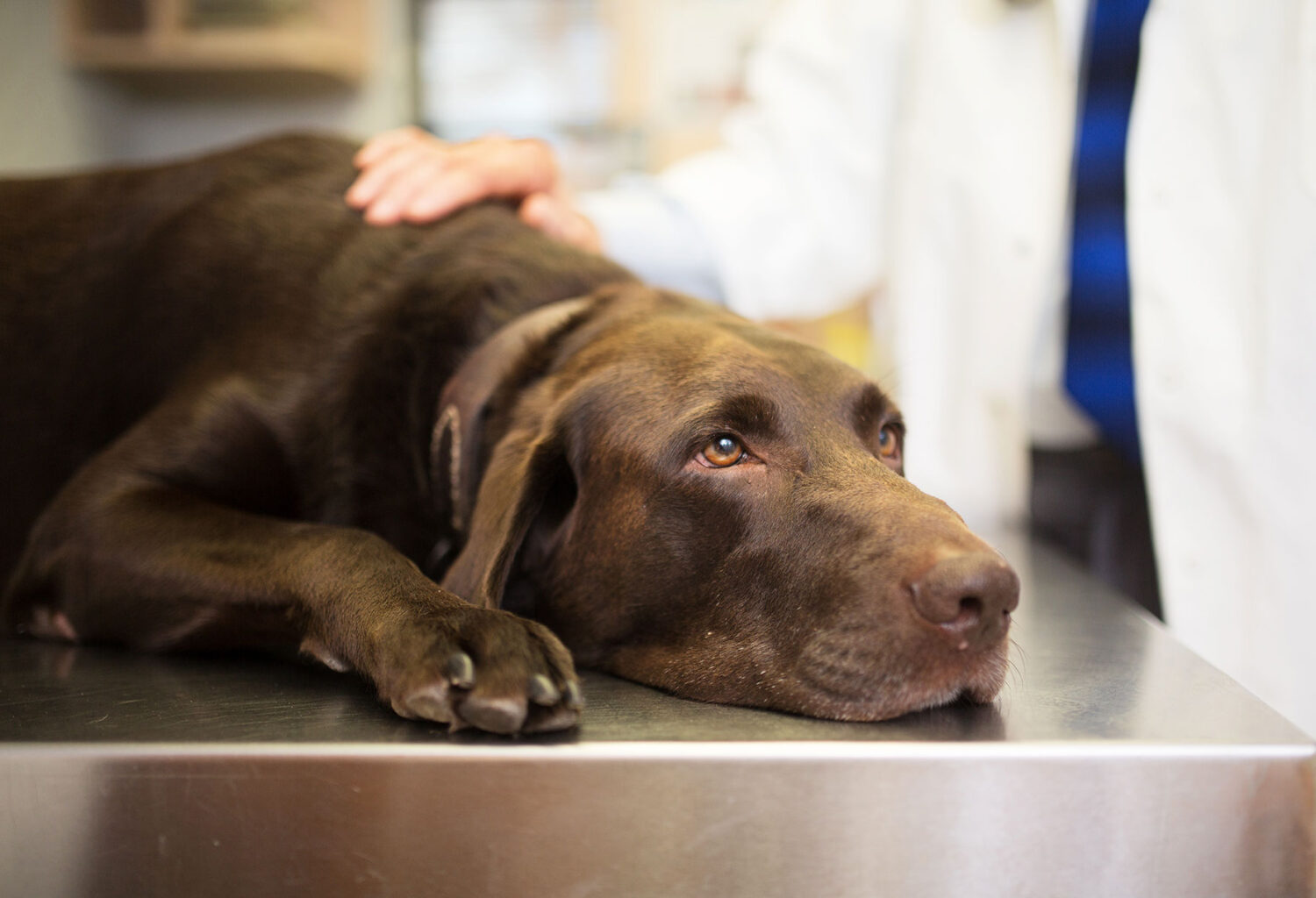 Dog being examined for pancreatitis