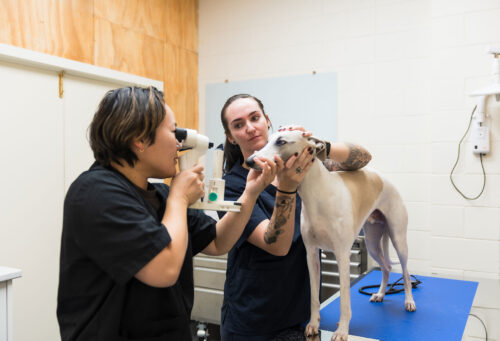 Dog examined by vet specialist