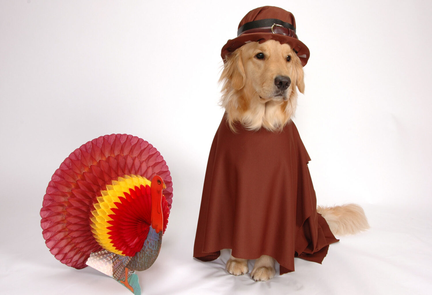 Pet in Thanksgiving costume