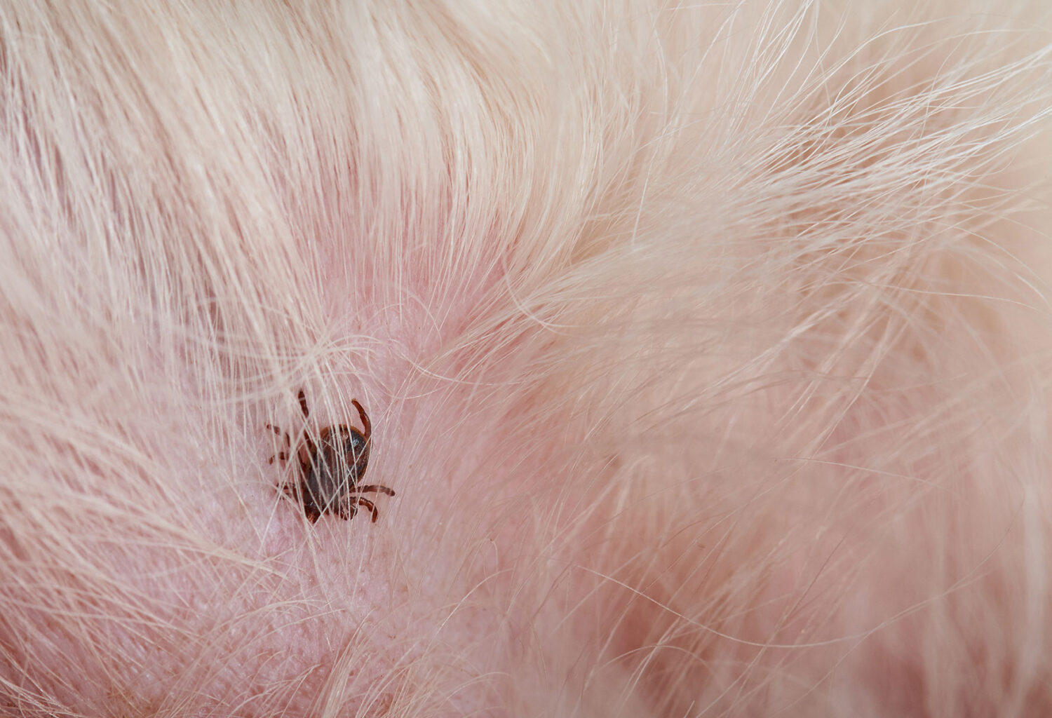 Parasite in pets fur
