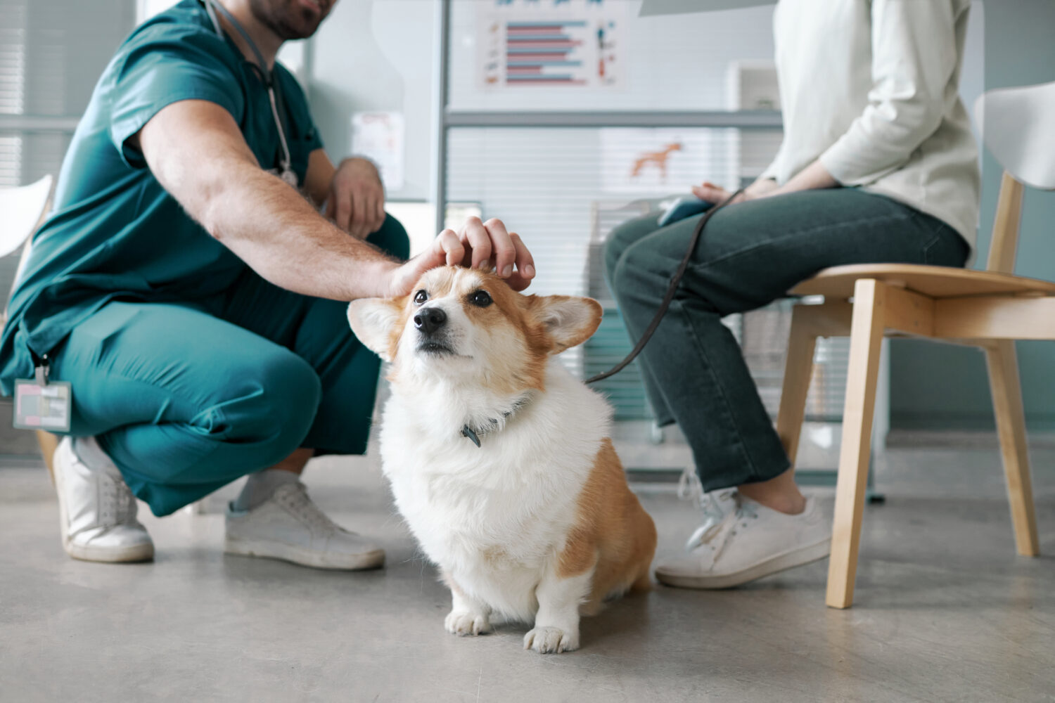 vet petting a corgi