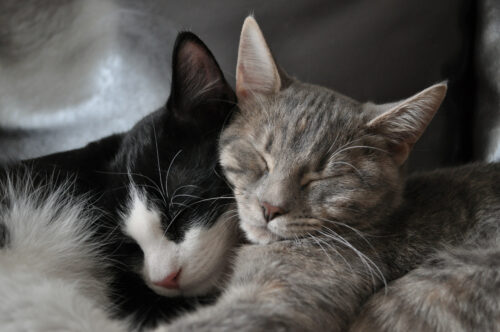 two cats from the same litter are sleeping together.