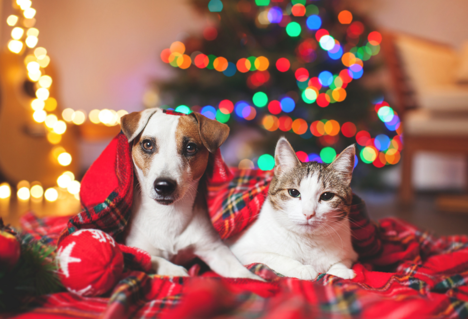 A Jack Russel terrier and a gray and white housecat relax on a red plaid blanket in front of a bright Christmas tree to represent this article on safety tips