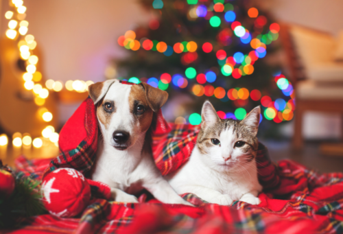 A Jack Russel terrier and a gray and white housecat relax on a red plaid blanket in front of a bright Christmas tree to represent this article on safety tips