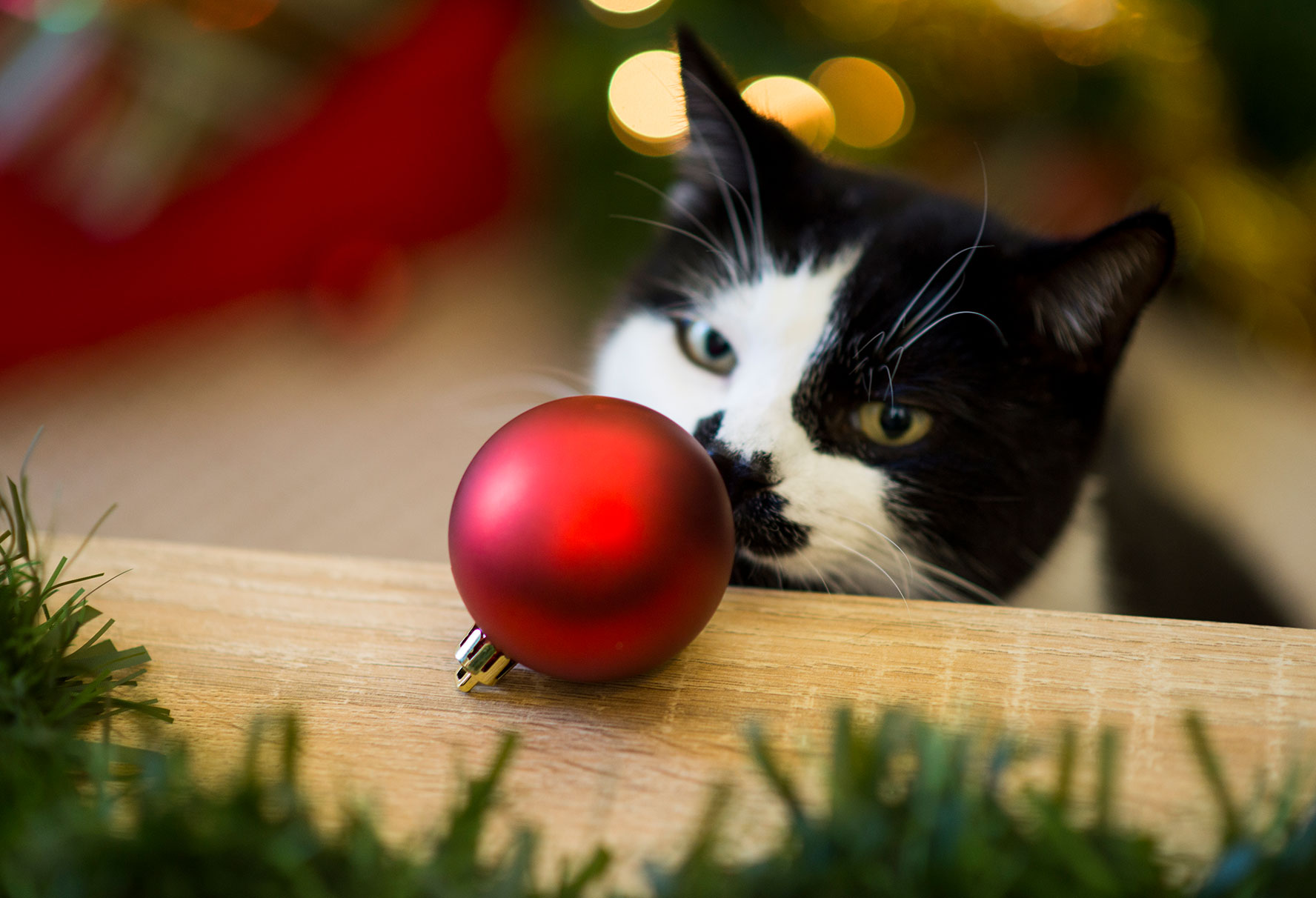 Cat looking at holiday safe ornament