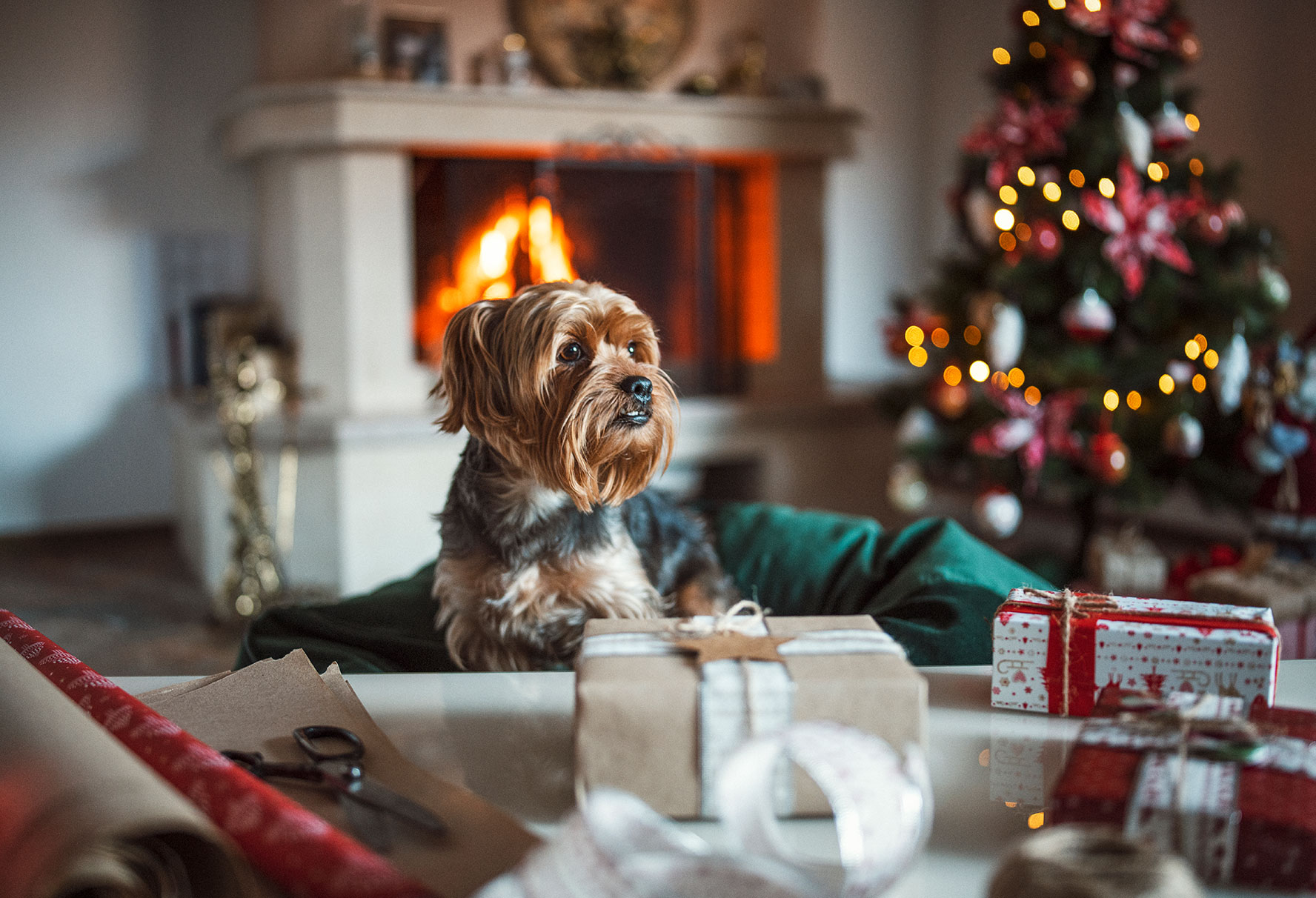 Dog looking at pet safe gifts