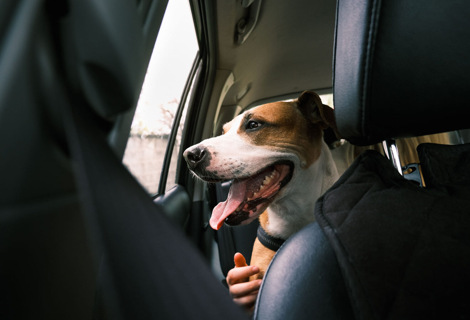 Pet traveling for the holidays