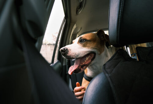 Pet traveling for the holidays
