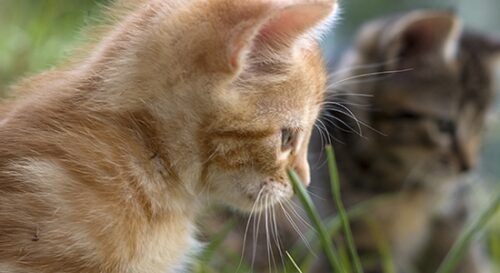 two kittens in grass